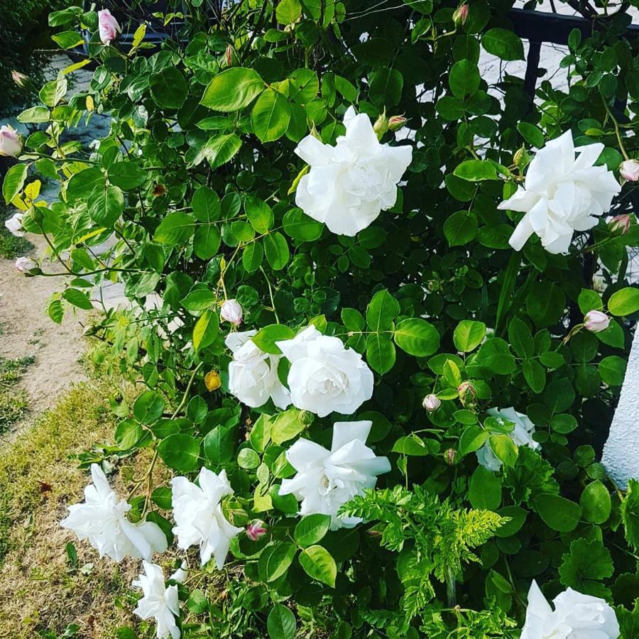 Limon Pansiyon Foça Exterior foto